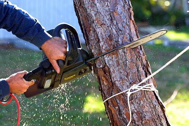 Best Hedge Trimming  in Ovilla, TX