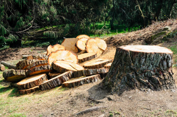 Best Hazardous Tree Removal  in Ovilla, TX